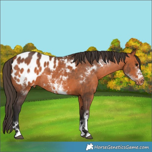 Horse Color:Bay Frame Appaloosa Rabicano 