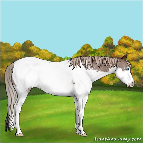 Horse Color:Liver Chestnut Sabino Splash Appaloosa Rabicano 