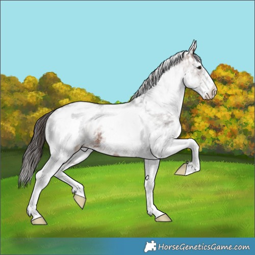 Horse Color:White Spotted Brown Appaloosa 