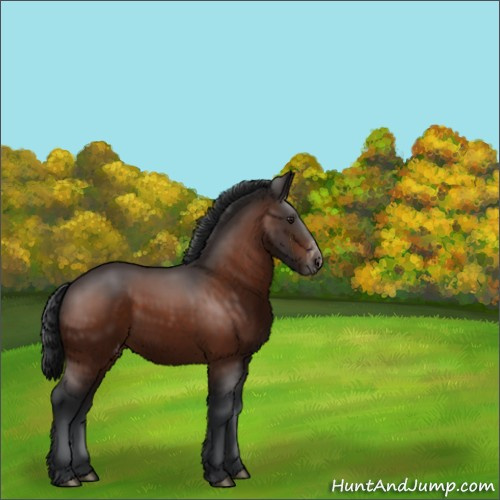 Horse Color:Brown Appaloosa 