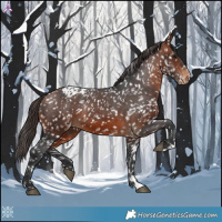 Horse Color:Bay Appaloosa 
