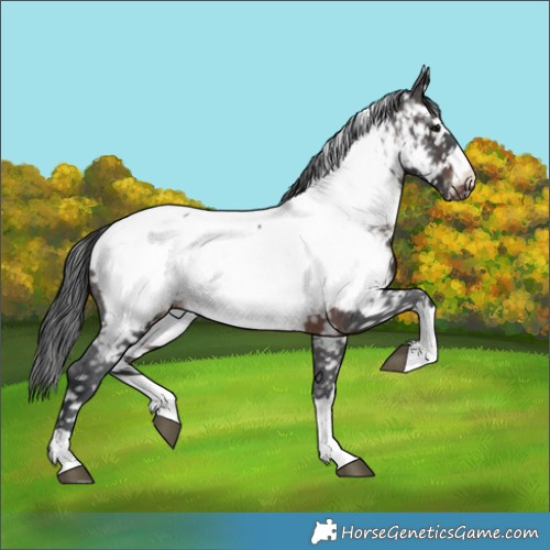 Horse Color:Brown Appaloosa 