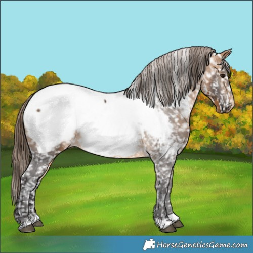 Horse Color:Buckskin Appaloosa 