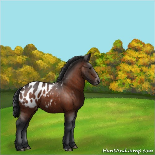 Horse Color:Brown Appaloosa 