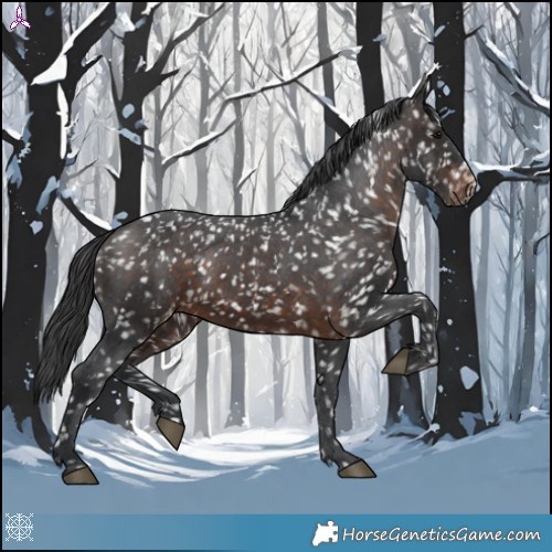 Horse Color:Brown Appaloosa 
