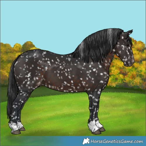 Horse Color:Brown Appaloosa 