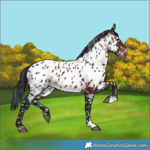 Horse Color:Brown Appaloosa 