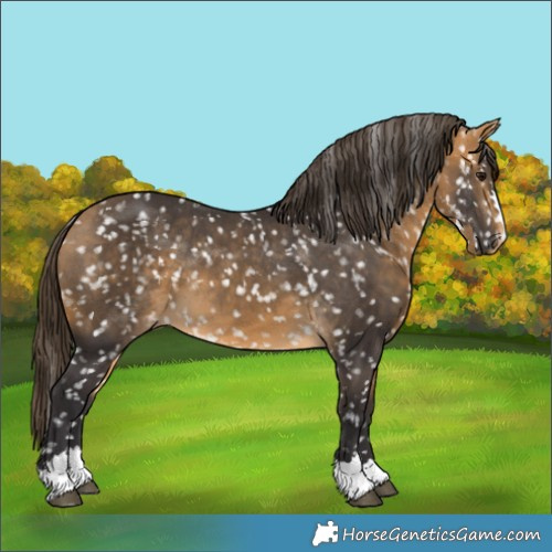 Horse Color:Buckskin Appaloosa 