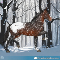 Horse Color:Brown Appaloosa