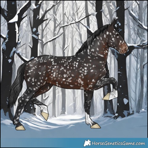 Horse Color:Brown Appaloosa 
