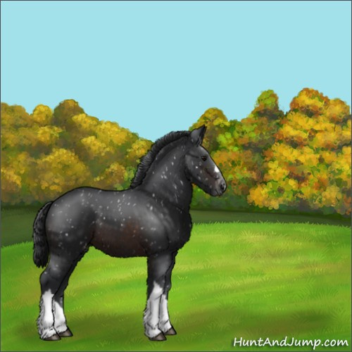 Horse Color:Brown Appaloosa 
