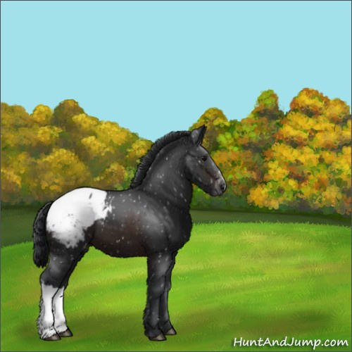 Horse Color:Brown Appaloosa 