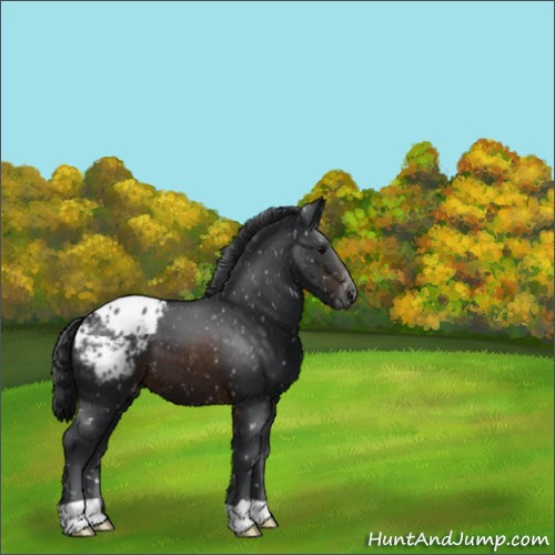 Horse Color:Brown Appaloosa 