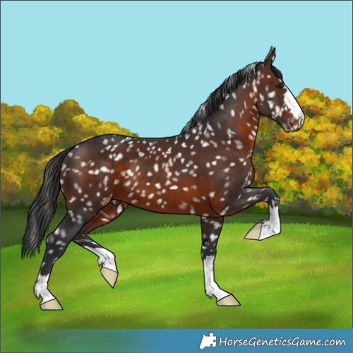Horse Color:Brown Appaloosa 