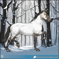 Horse Color:Buckskin Dun Appaloosa 
