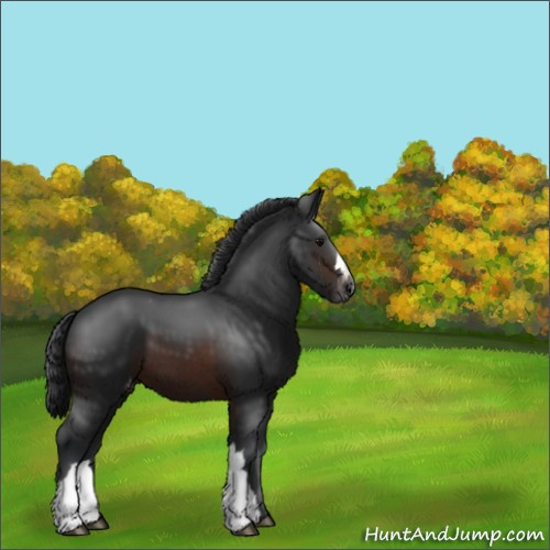 Horse Color:Brown Appaloosa 