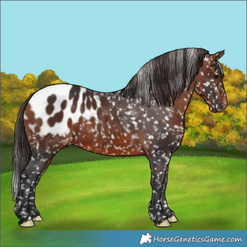Horse Color:Bay Appaloosa 