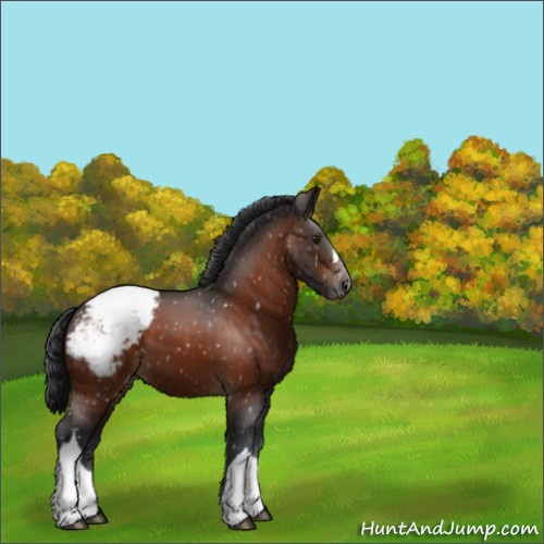 Horse Color:Brown Appaloosa 