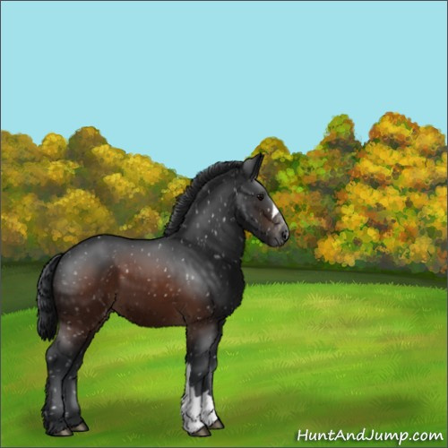 Horse Color:Brown Appaloosa 