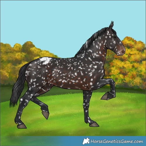 Horse Color:Brown Appaloosa 