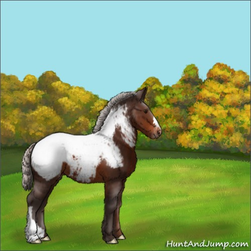 Horse Color:Silver Brown Appaloosa 
