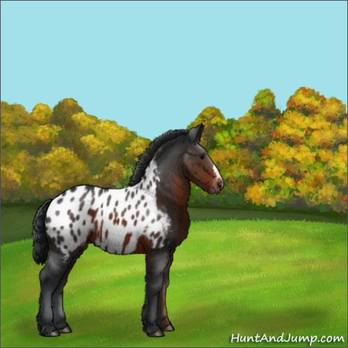 Horse Color:Brown Appaloosa 