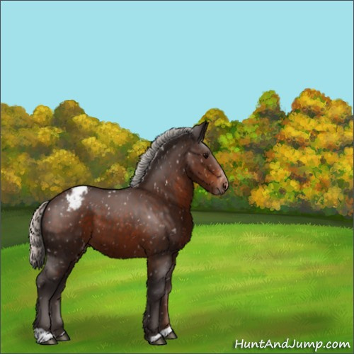Horse Color:Silver Brown Appaloosa 