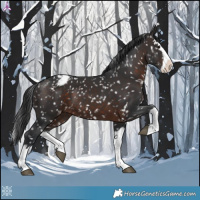 Horse Color:Brown Splash Appaloosa 