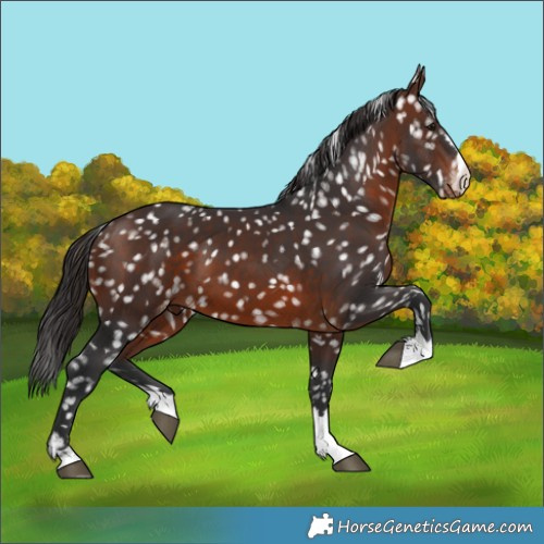 Horse Color:Brown Appaloosa 