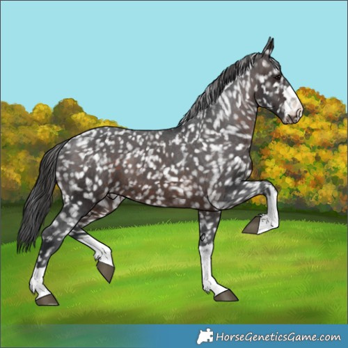 Horse Color:Brown Appaloosa 
