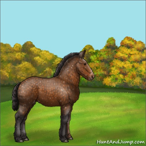Horse Color:Buckskin Appaloosa 