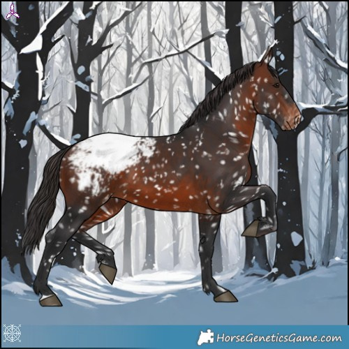 Horse Color:Brown Appaloosa 