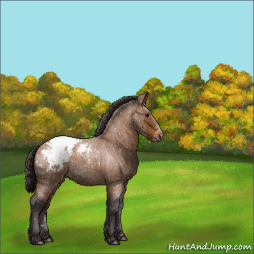 Horse Color:Buckskin Roan Appaloosa 