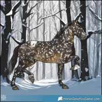 Horse Color:Buckskin Appaloosa 