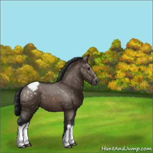 Horse Color:Brown Dun Appaloosa 