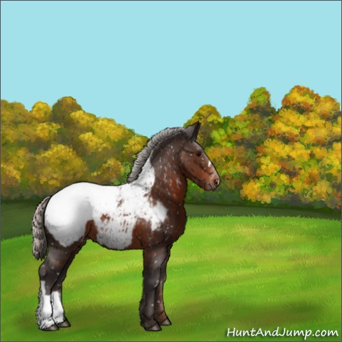 Horse Color:Silver Brown Appaloosa 