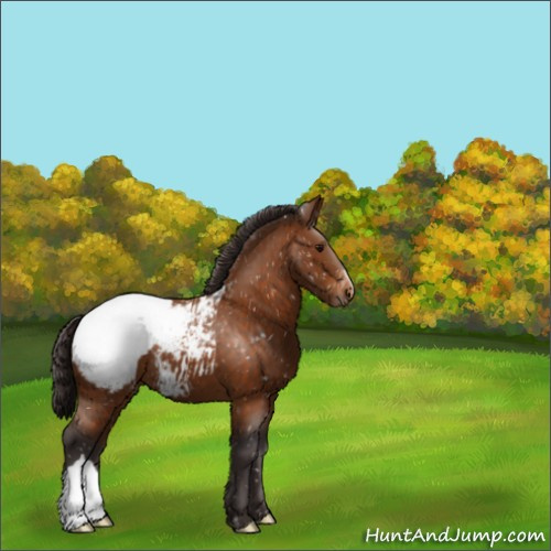 Horse Color:Buckskin Appaloosa 