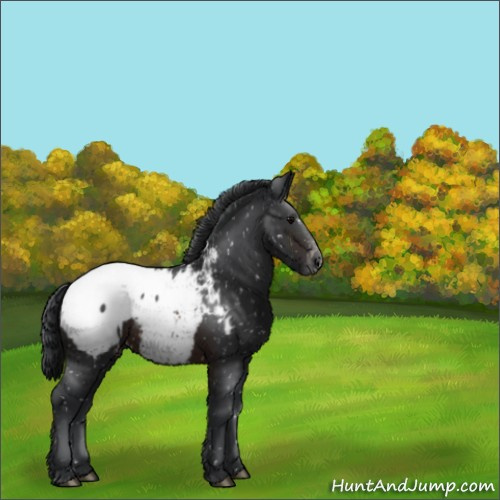 Horse Color:Brown Appaloosa 