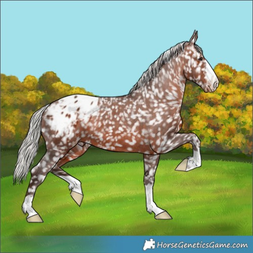 Horse Color:Silver Brown Appaloosa 