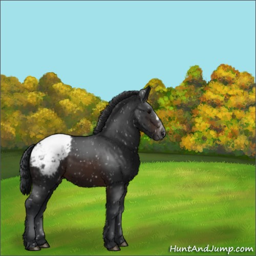 Horse Color:Brown Appaloosa 