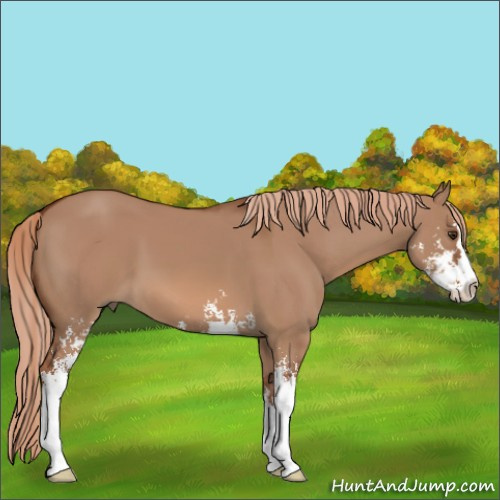 Horse Color:Red Dun Sabino 