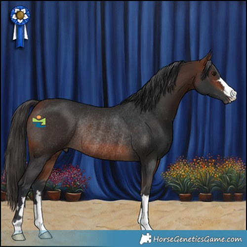 Horse Color:Bay Rabicano 
