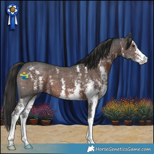 Horse Color:Liver Chestnut Sabino 