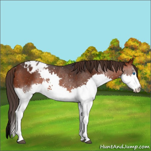 Horse Color:Brown Splash Appaloosa Rabicano