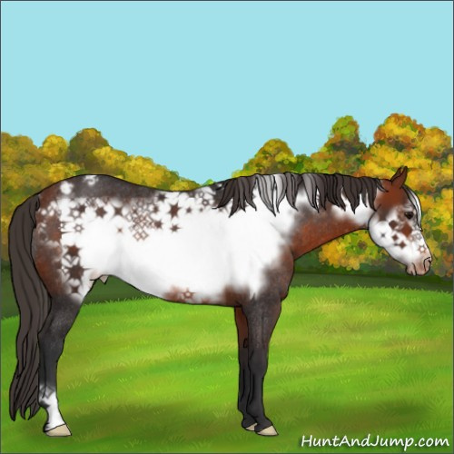 Horse Color:Bay Frame Appaloosa Rabicano 