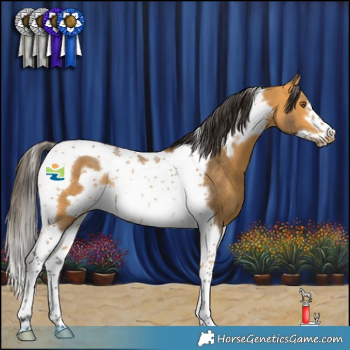 Horse Color:Buckskin Tobiano Frame Rabicano 