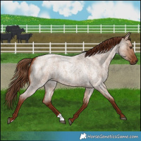 Horse Color:Red Dun Roan 