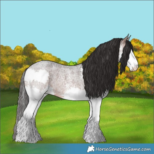Horse Color:White Spotted Brown Roan Splash 