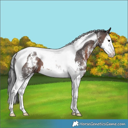 Horse Color:Brown Sabino Splash Tobiano 