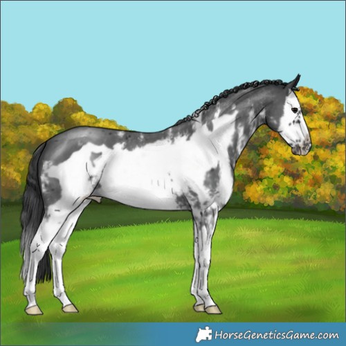 Horse Color:Black Sabino Splash Frame 